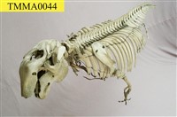 藏品(儒艮骨骼)的圖片